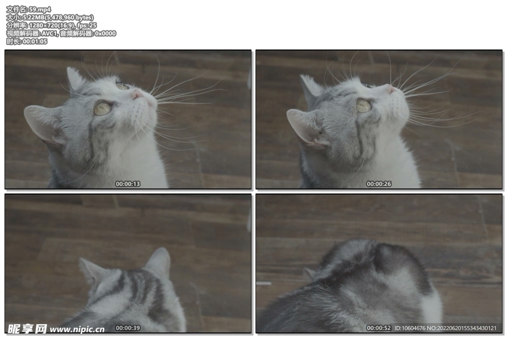 猫