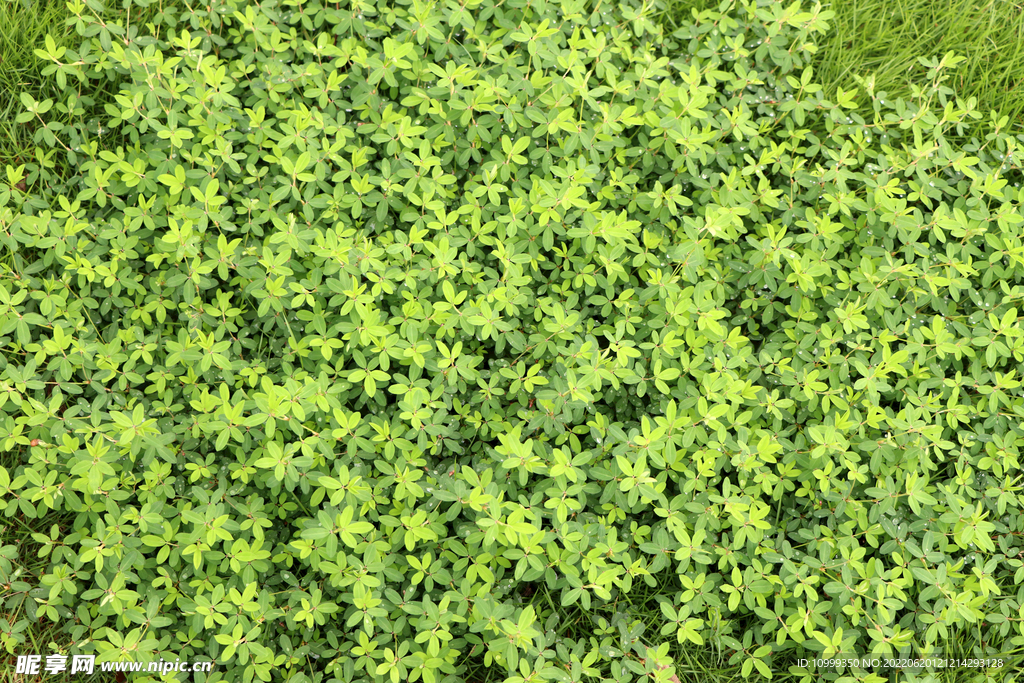 绿草