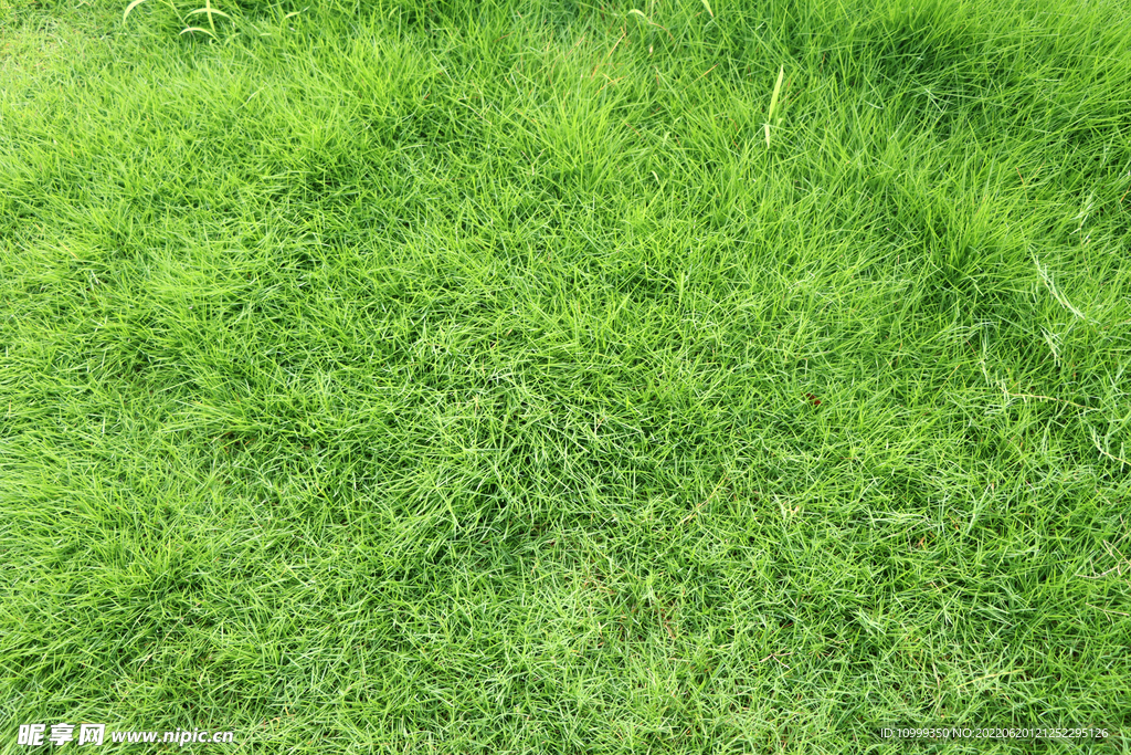 绿草