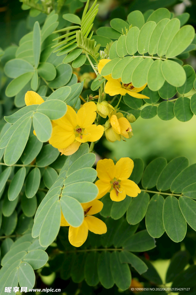 黄槐花