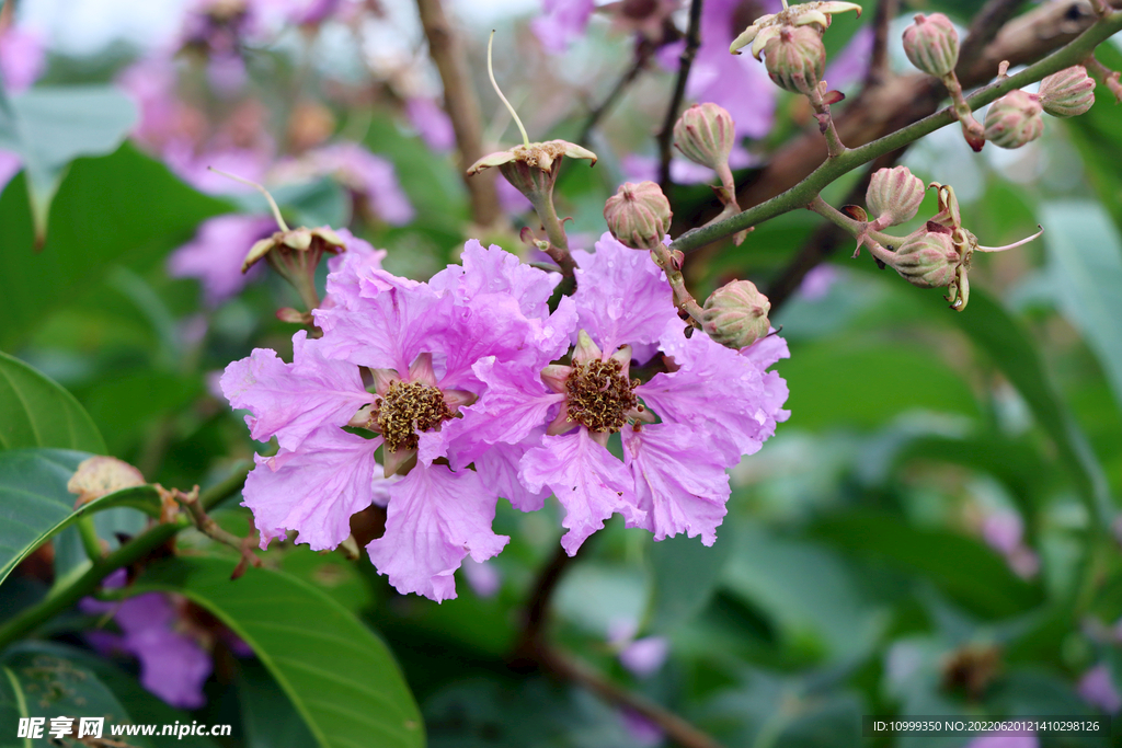 紫薇花特写