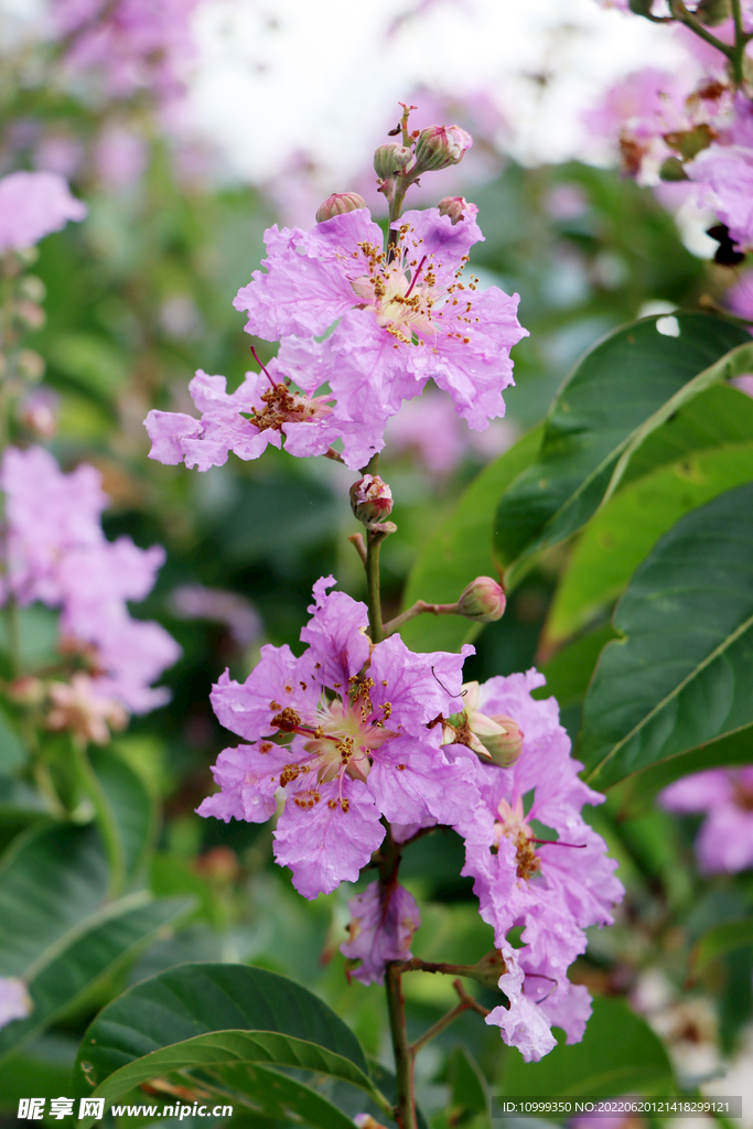 紫薇花