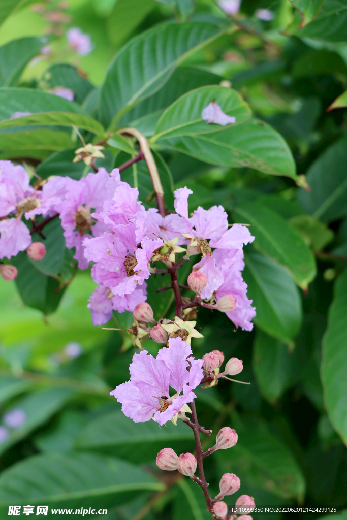 紫薇花