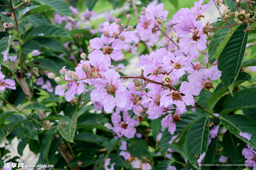 紫薇花