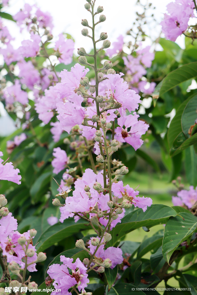 紫薇花