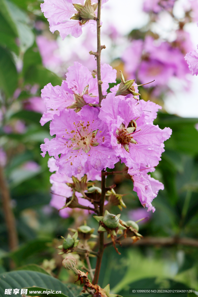 紫薇花
