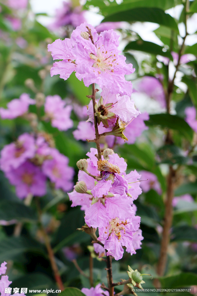 紫薇花