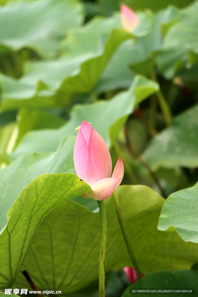 荷花花苞