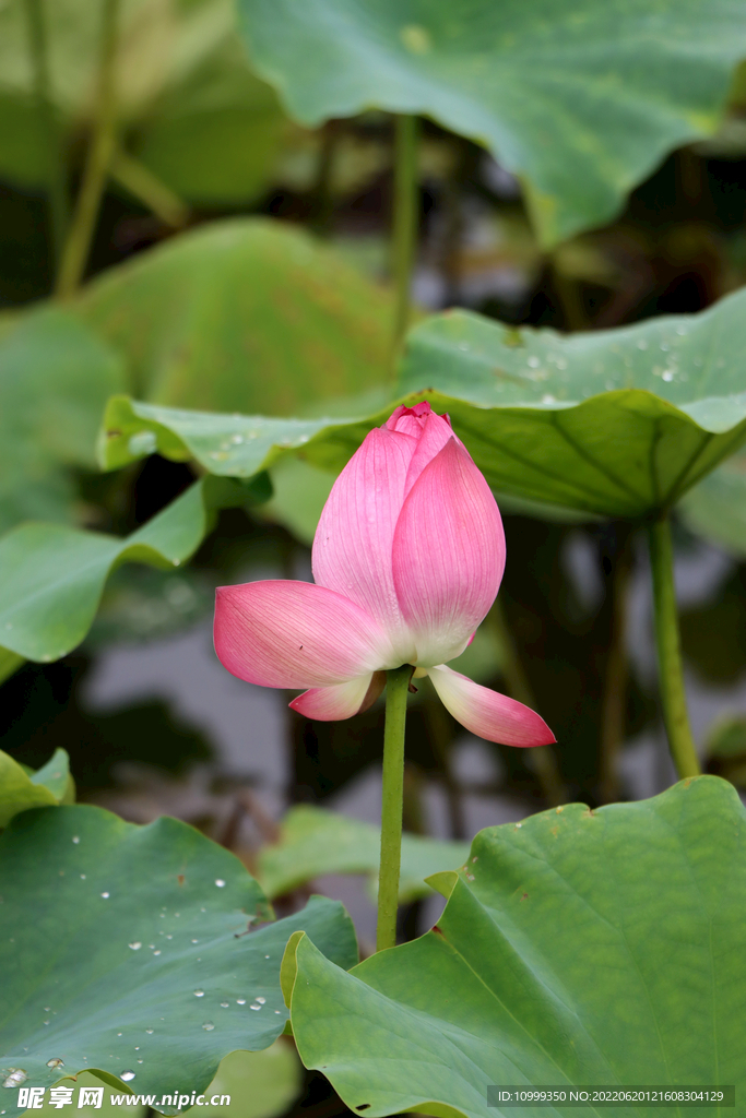 荷花花苞