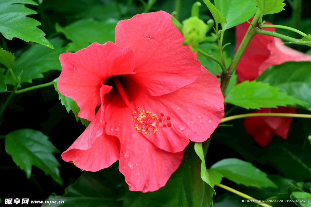 扶桑花