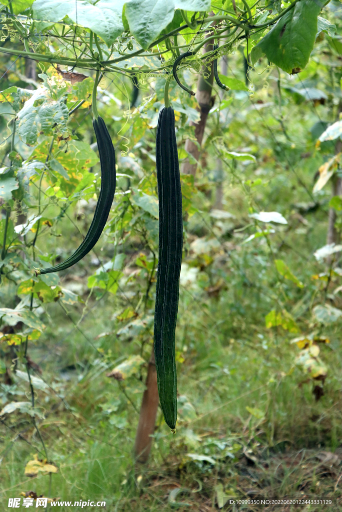 丝瓜种植