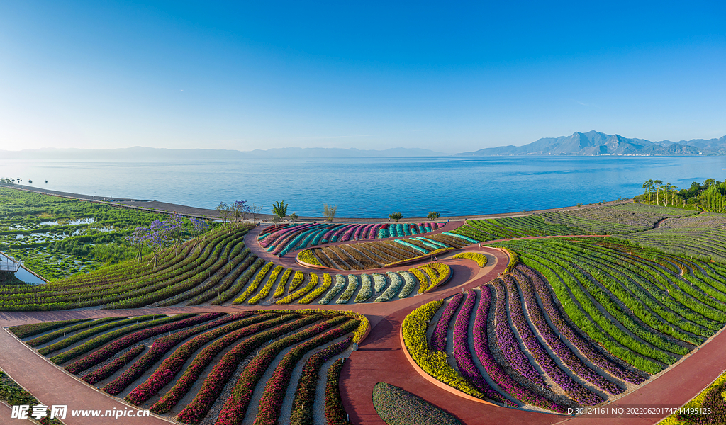 抚仙湖北岸花海