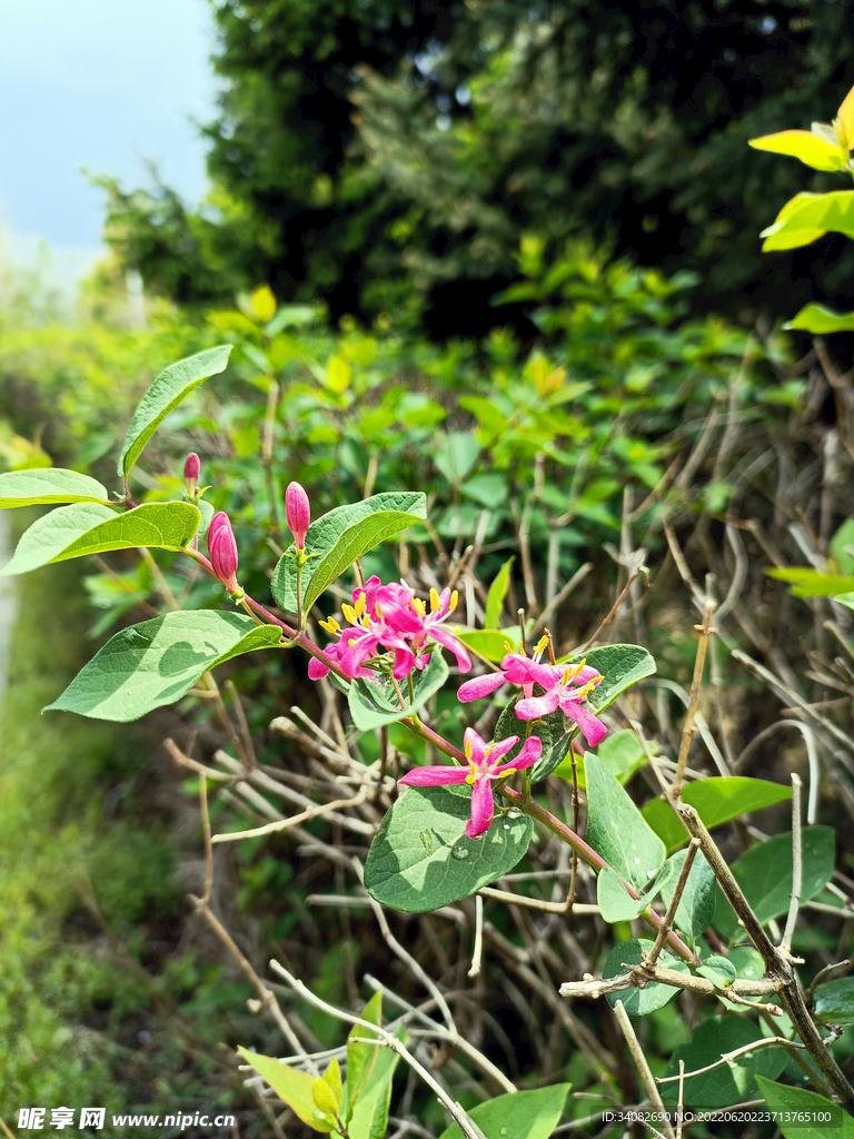 玫粉色金银花树