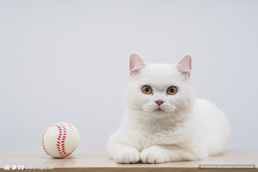 可爱宠物猫咪动物摄影