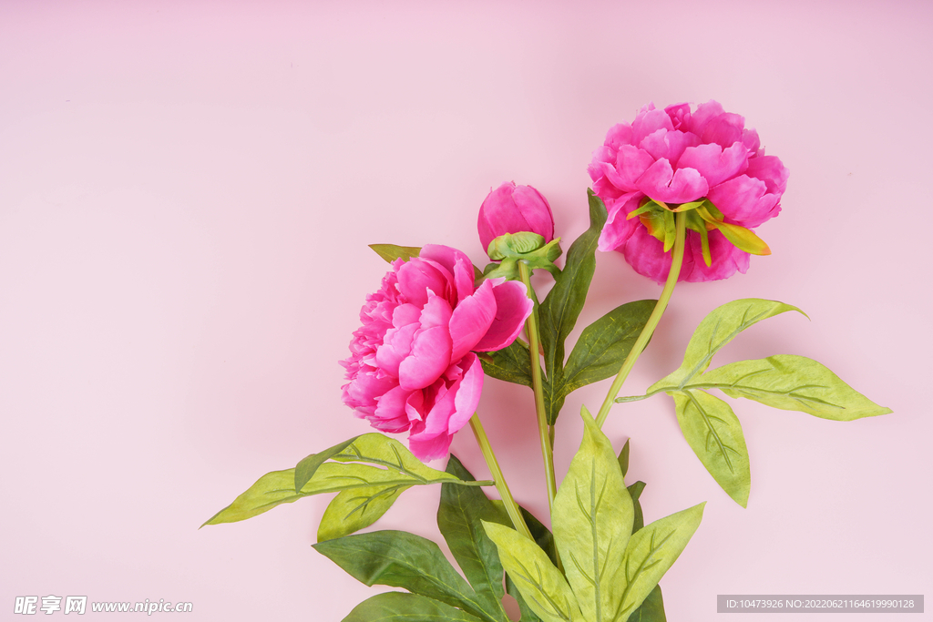 牡丹花高清图片