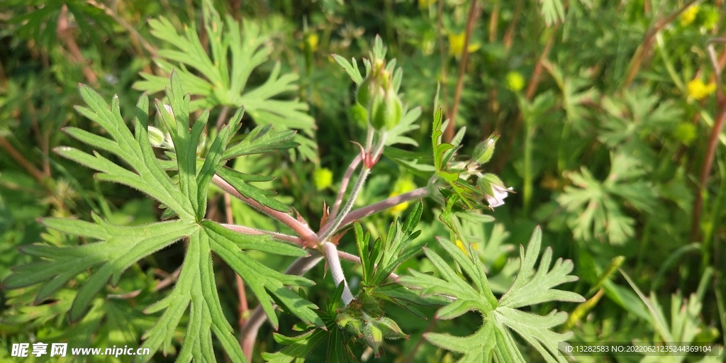 野外老鹳草