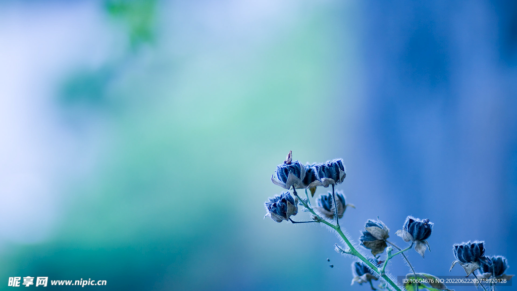 花 