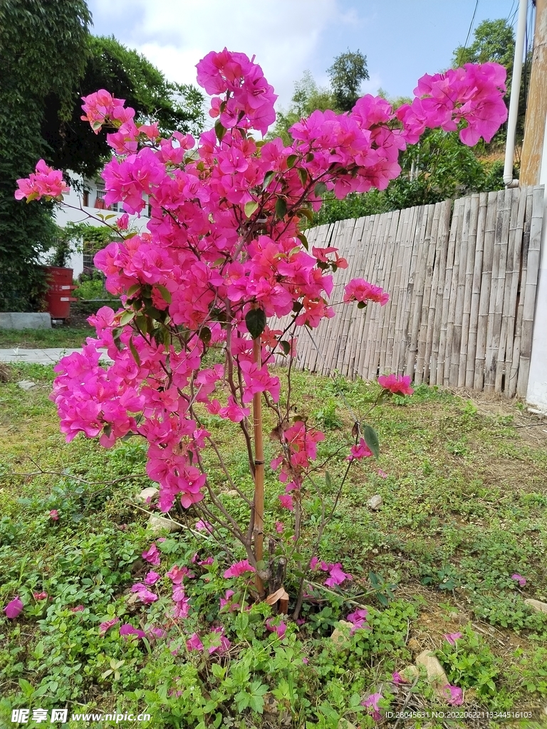 粉色花卉