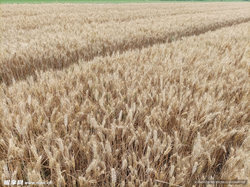 成熟的麦子 