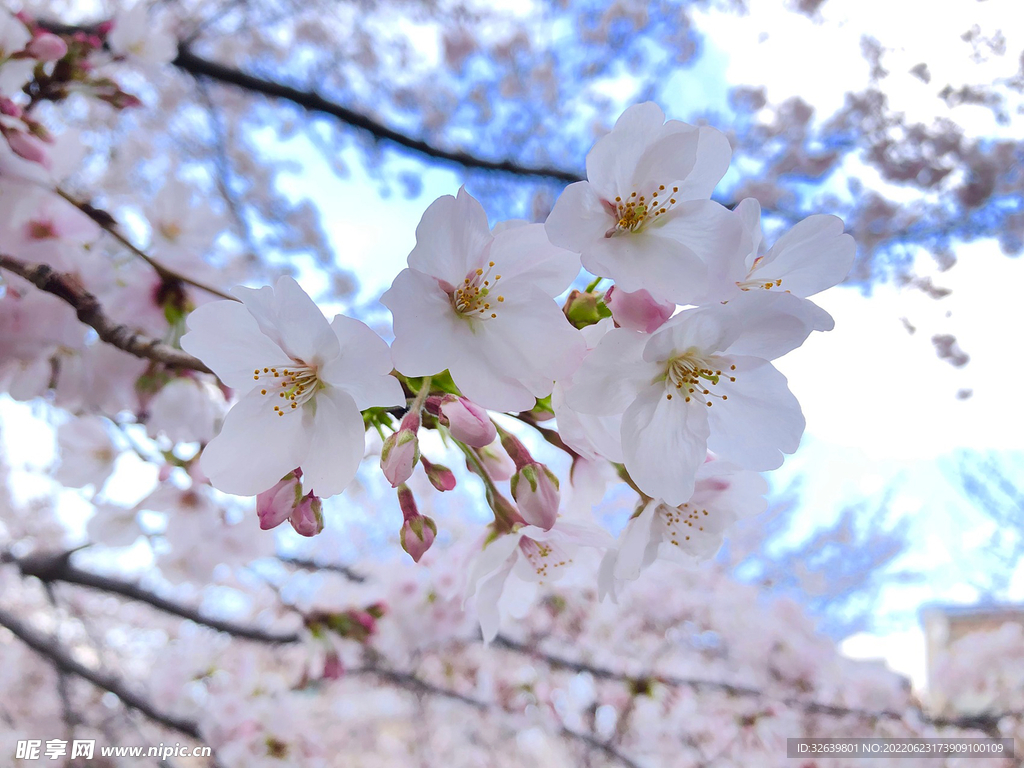 樱花 