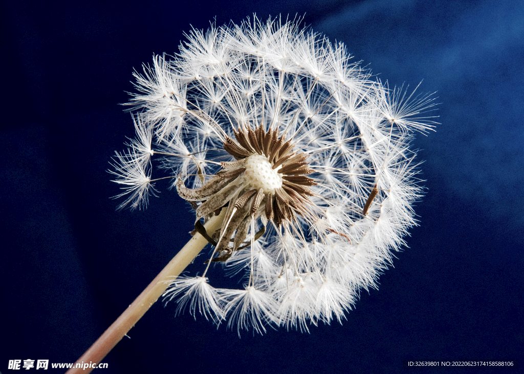 蒲公英