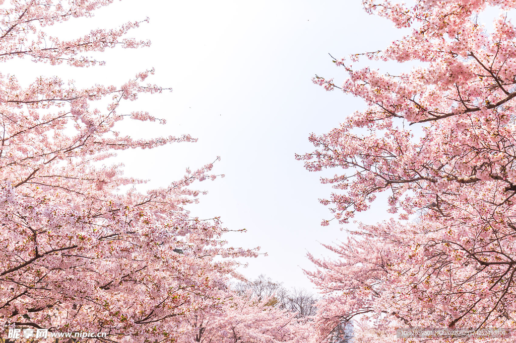 樱花
