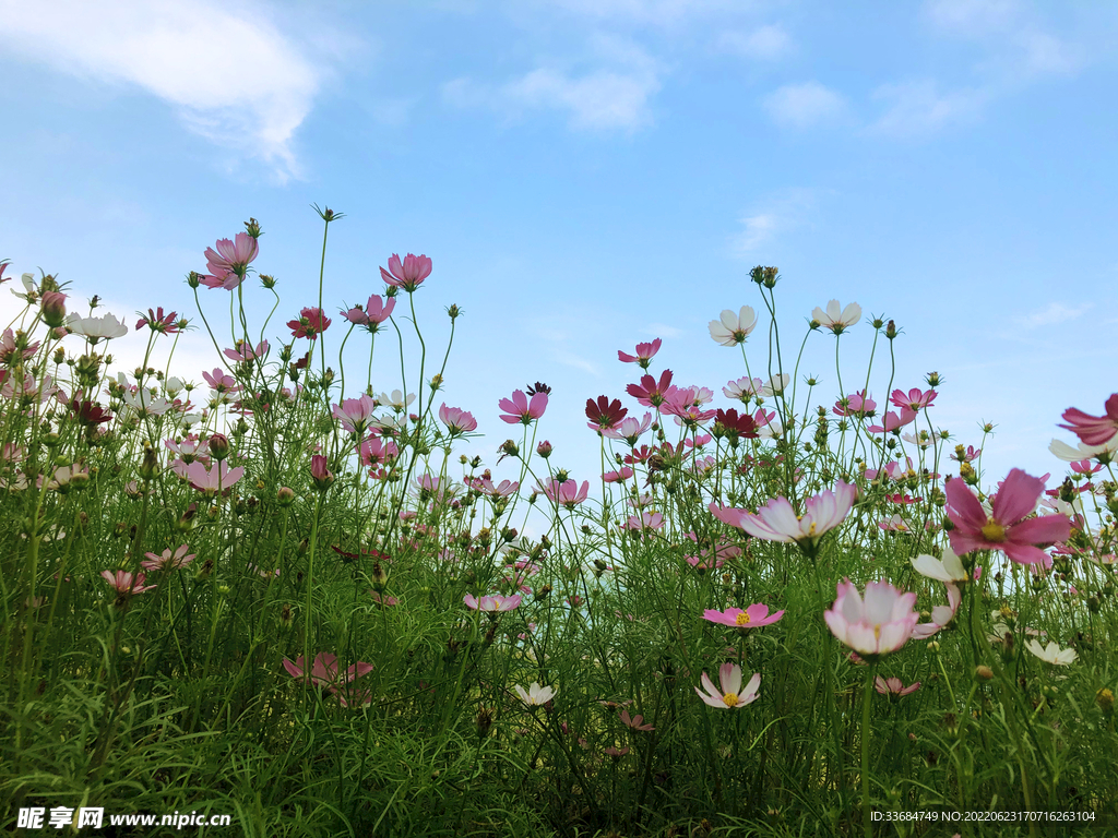 蓝天 格桑花