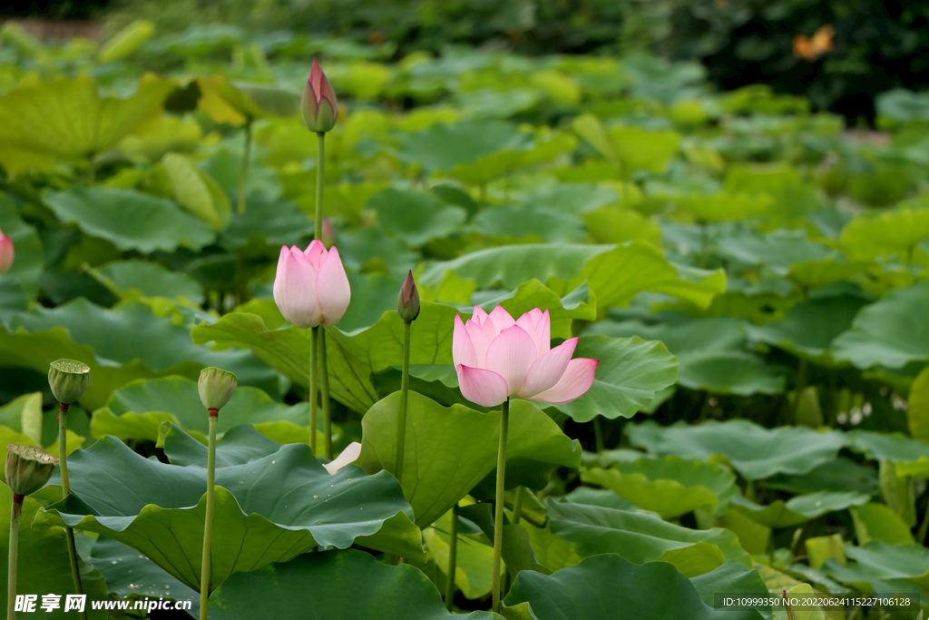 荷花
