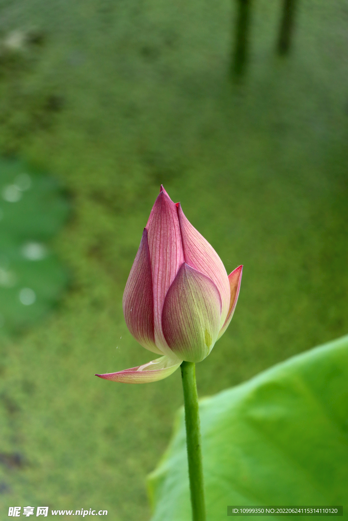 荷花花苞花蕾