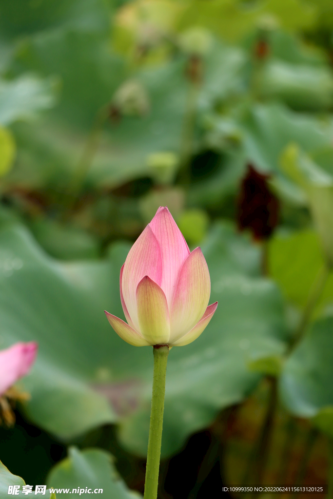 荷花花苞