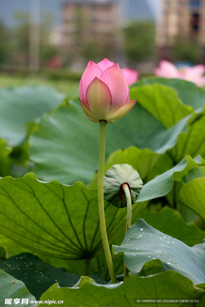 荷花花苞花蕾
