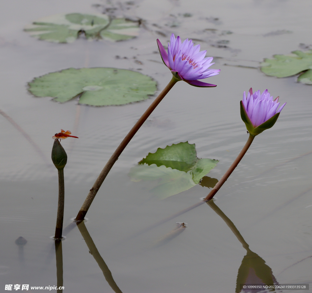 睡莲花
