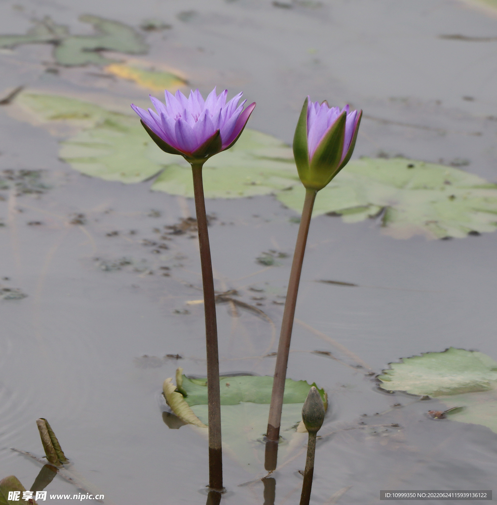 睡莲花