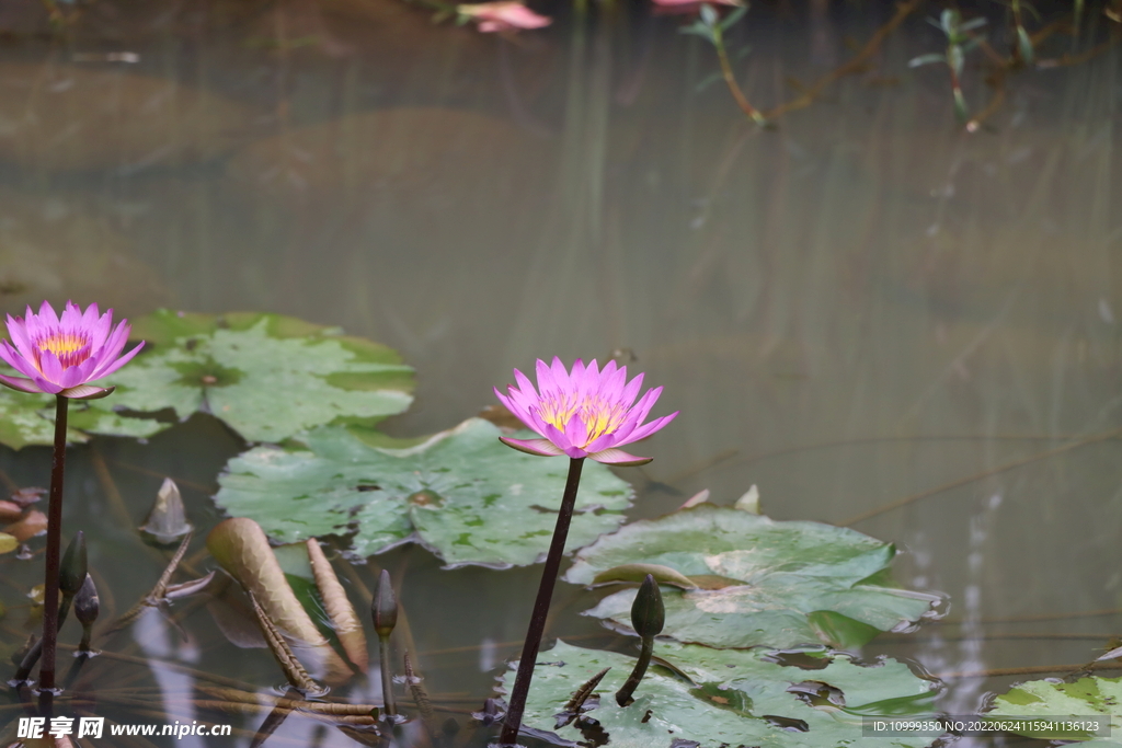 睡莲花