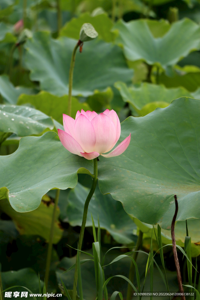 荷花