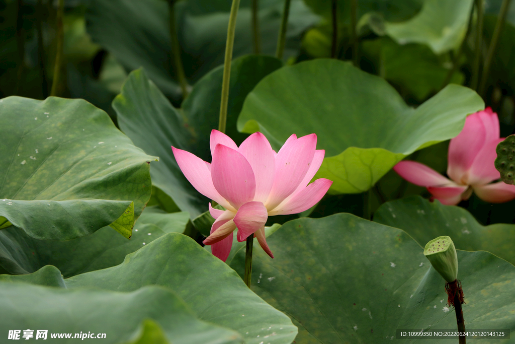 荷花
