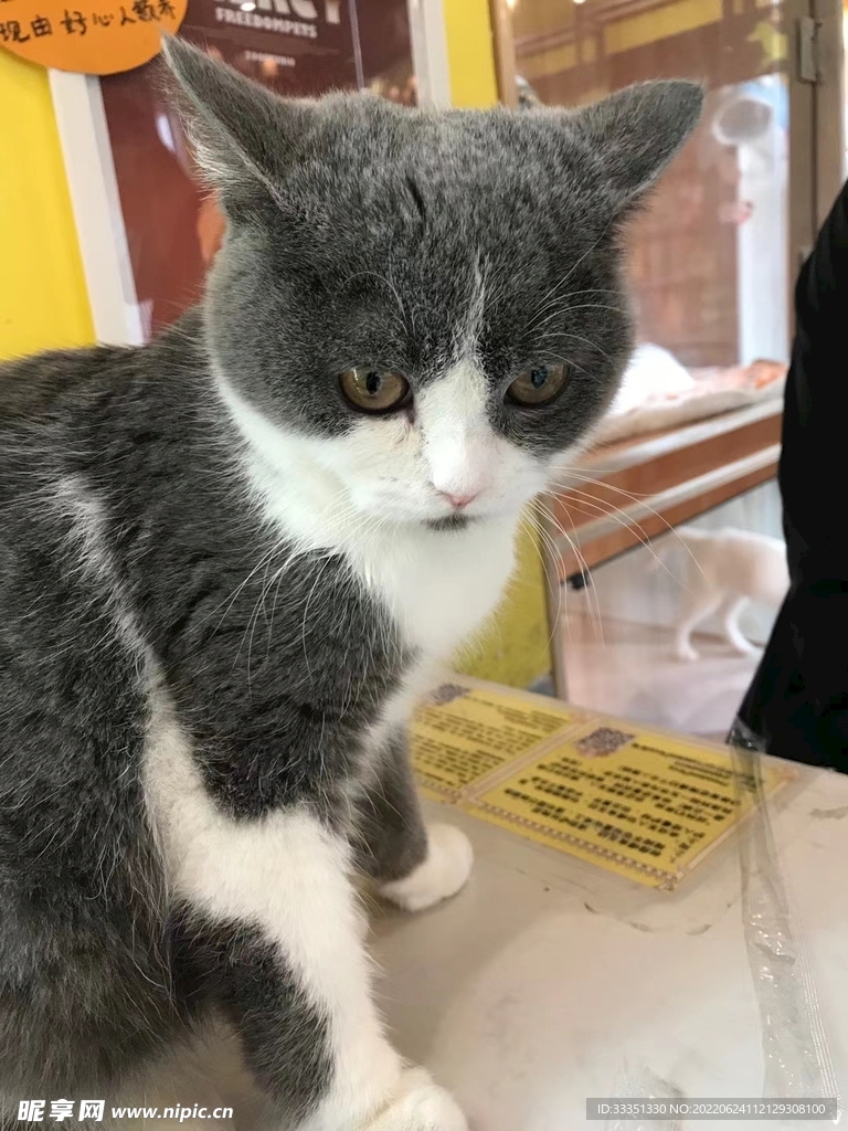 小猫咪