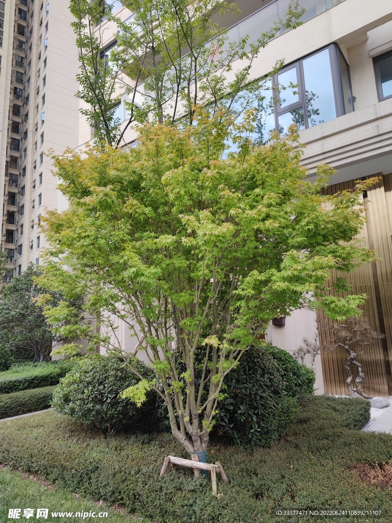 鸡爪槭
