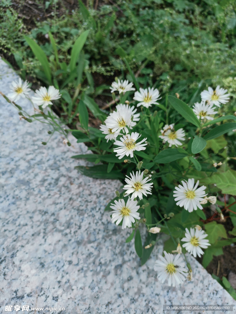 白色小野菊花野生野花野菜