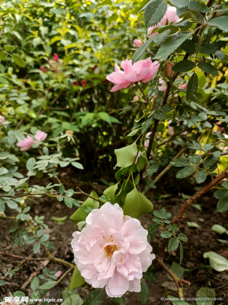 阳光下盛开的淡粉色单枝月季花丛