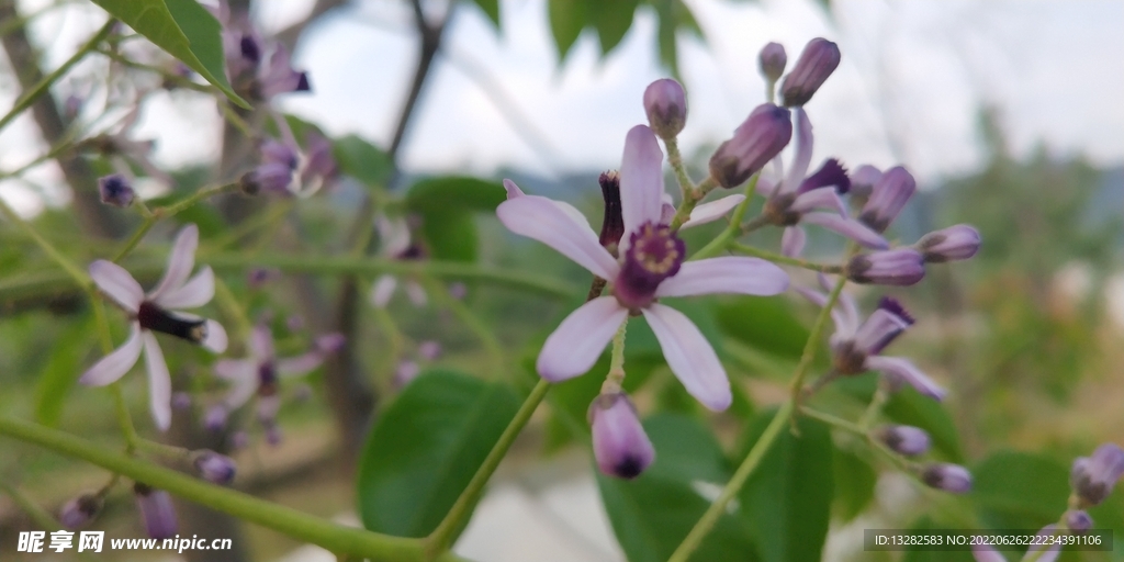 楝花