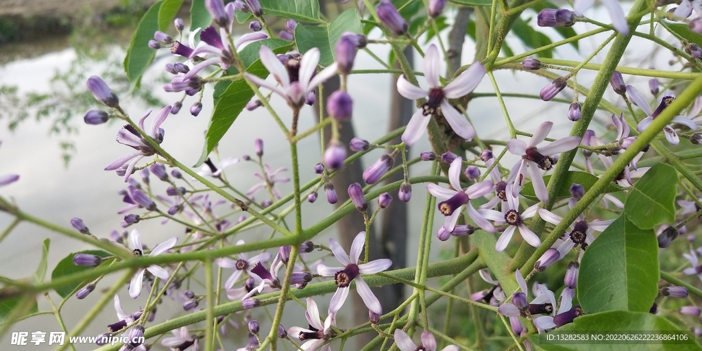 楝花