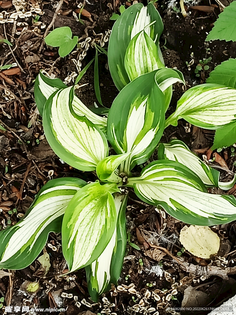白玉春棒花 白仙玉簪 大叶白纹
