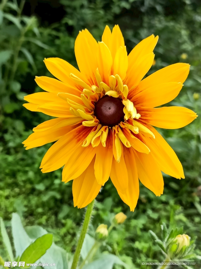 阳光下盛开的黑心金光菊花苞花蕾