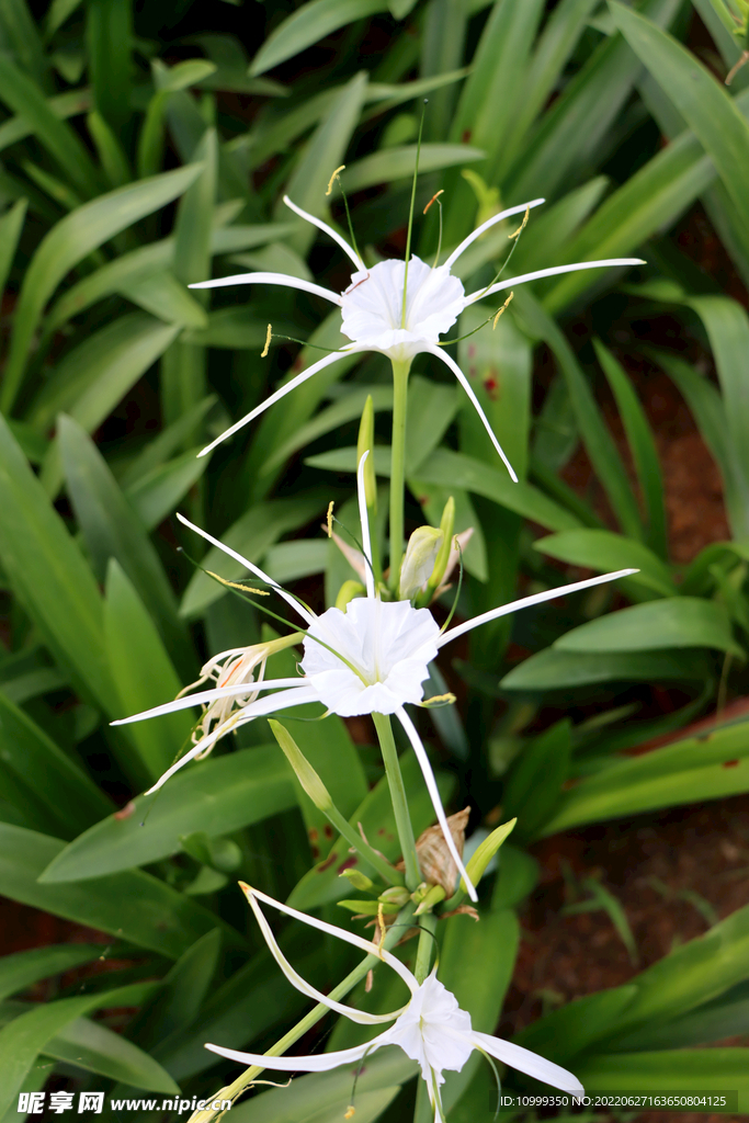 蜘蛛兰