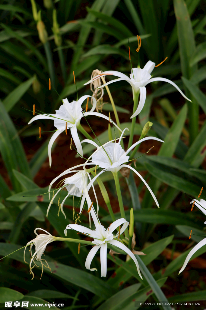 白花水鬼蕉
