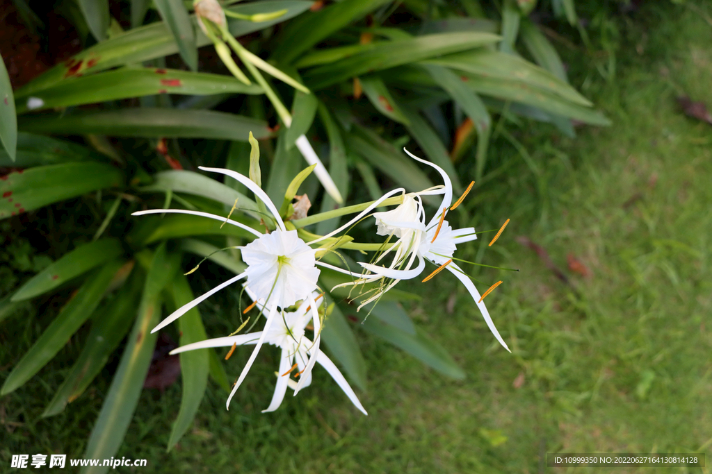 白花水鬼蕉