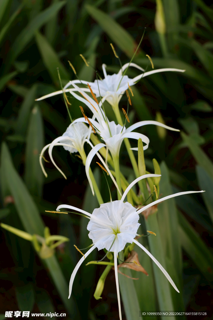 白花水鬼蕉