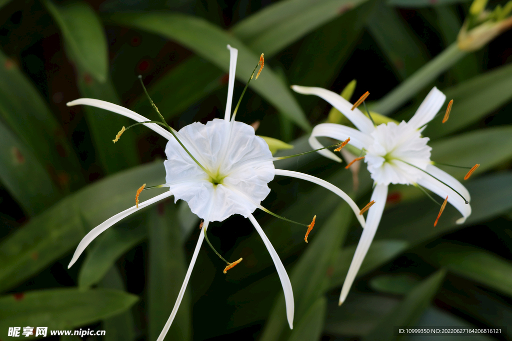 白花水鬼蕉