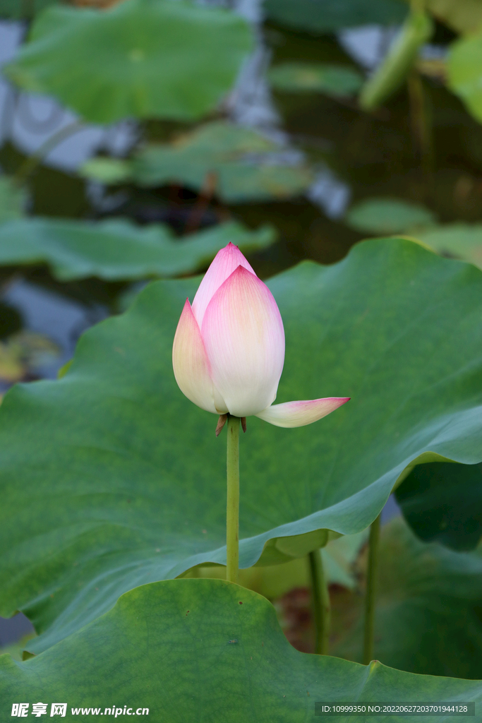 荷花花苞